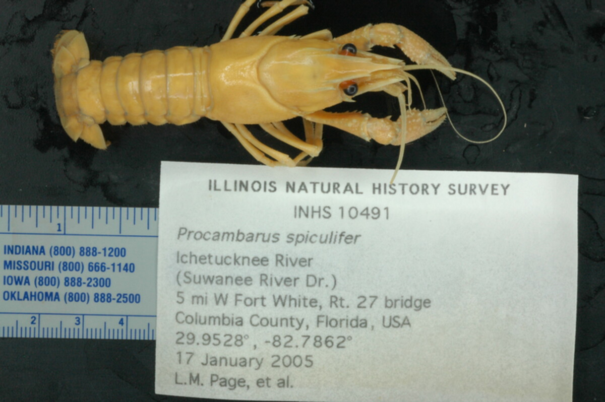 Procambarus spiculifer image